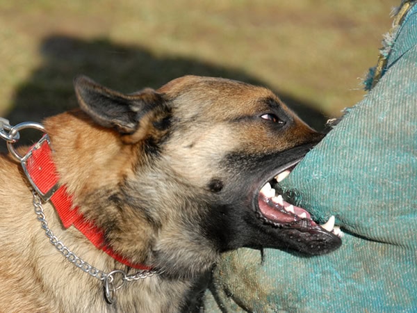 dog bite victim lawyer